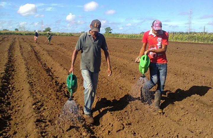 Concluye Villa Clara primera etapa de riega de semilla tabacalera