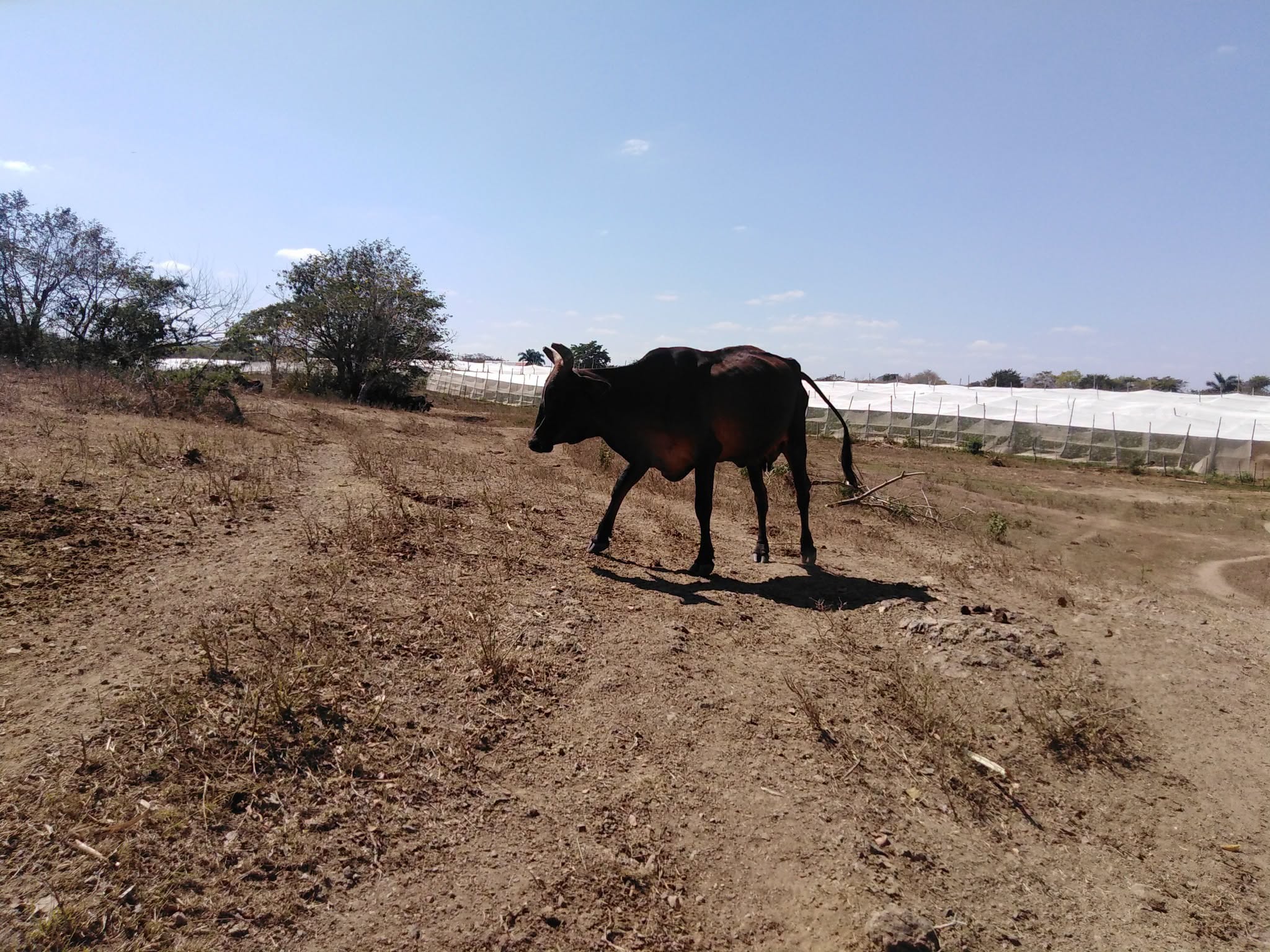 En la ganadería tampoco hay varas mágicas