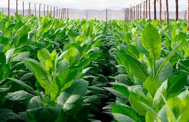 Fortalece producción tabacalera alianza entre Villa Clara y Cienfuegos